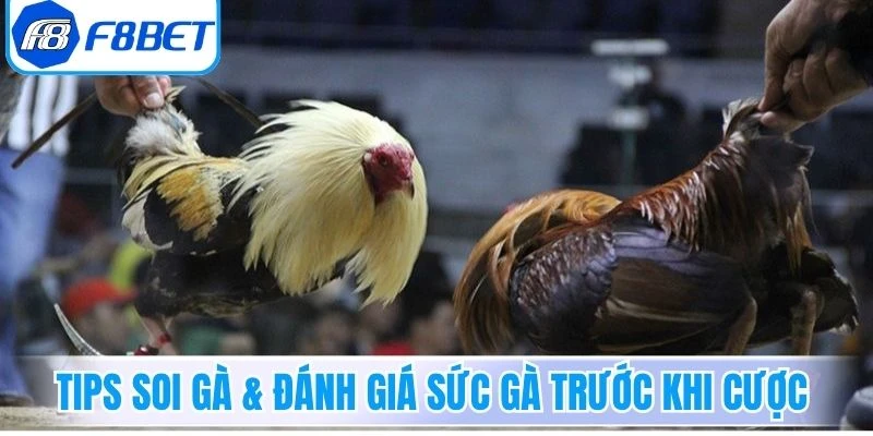 Tips soi gà & đánh giá sức gà trước khi cược