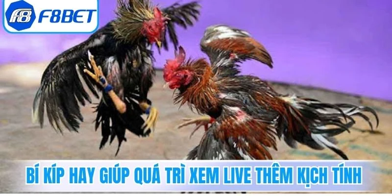 Bí kíp hay giúp quá trì xem live thêm kịch tính
