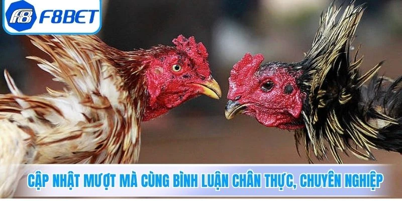 Cập nhật mượt mà cùng bình luận chân thực, chuyên nghiệp