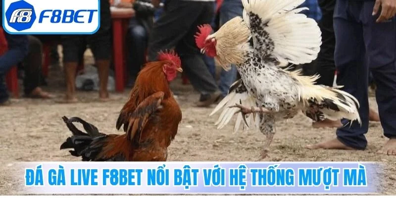 Đá gà live F8Bet nổi bật với hệ thống mượt mà