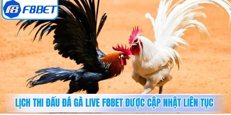 Lịch thi đấu Đá Gà Live F8Bet được cập nhật liên tục