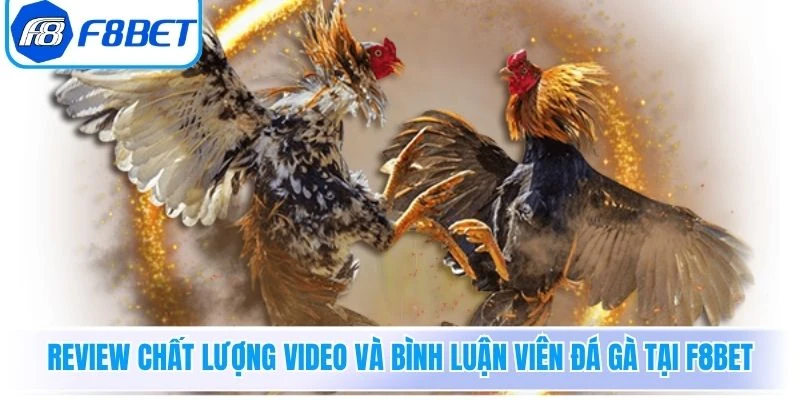 Review chất lượng video và bình luận viên Đá Gà tại F8Bet