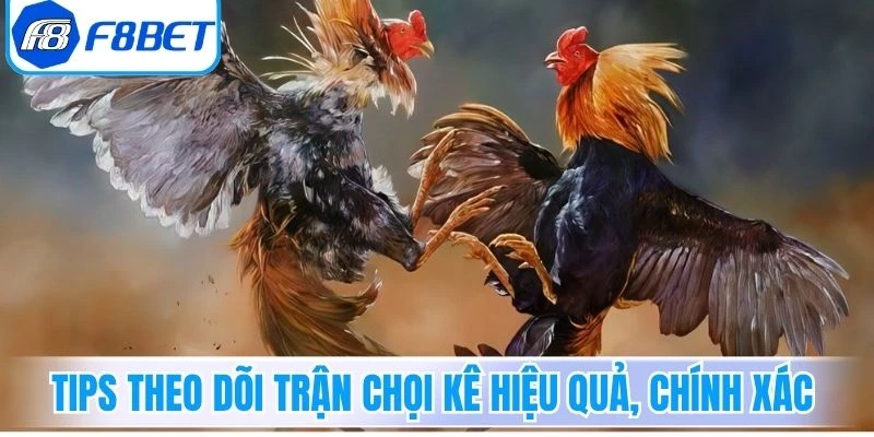 Tips theo dõi trận chọi kê hiệu quả, chính xác